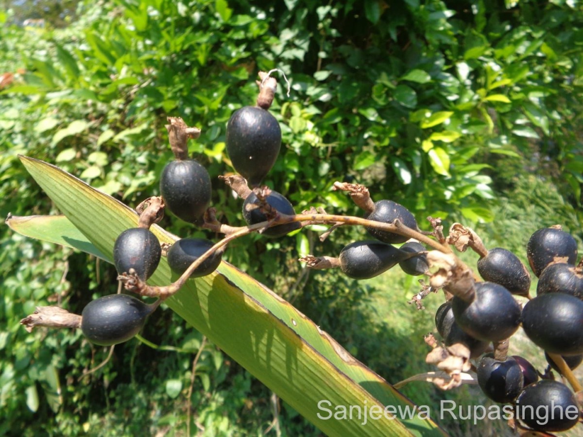 Alpinia nigra (Gaertn.) Burtt